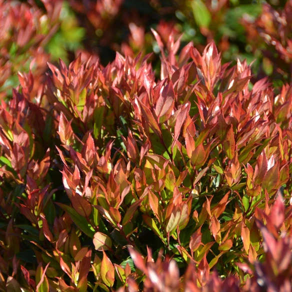 Heidekraut, Leucothoe fontanesiana