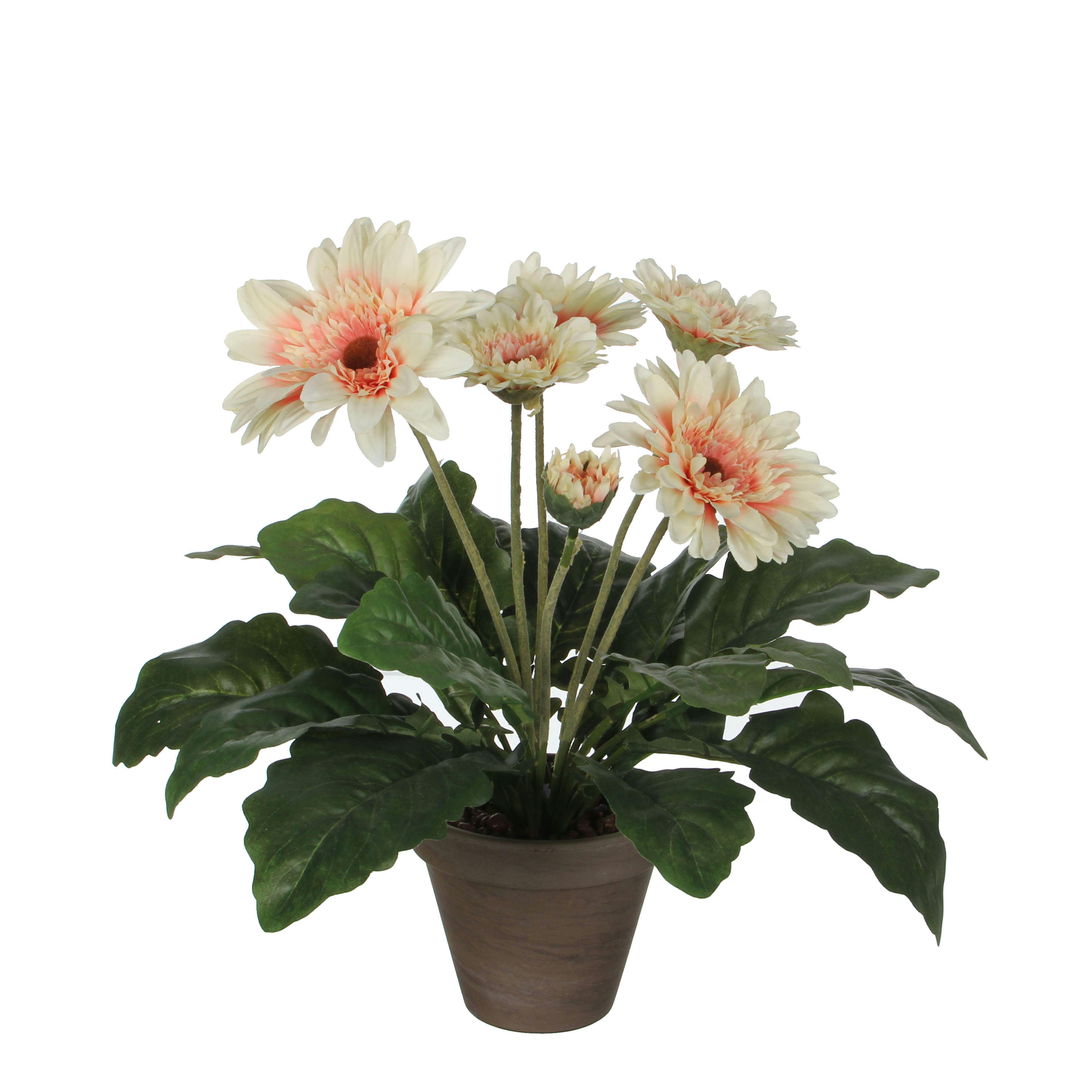 - Gerbera artificielle crème en pot H35