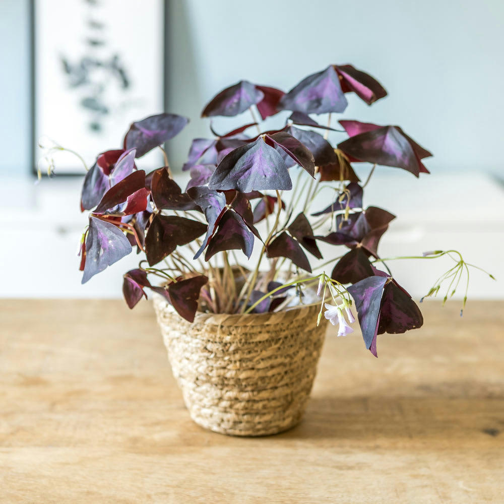 - Plante d'intérieur : L'oxalis triangularis + Cache-pot