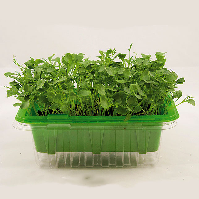 Micro leaf, Grönkål 'Jagallo Nero'