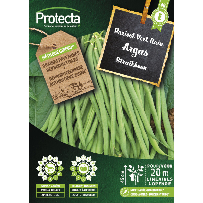 Semences d'haricot Vert Nain Argus PROTECTA