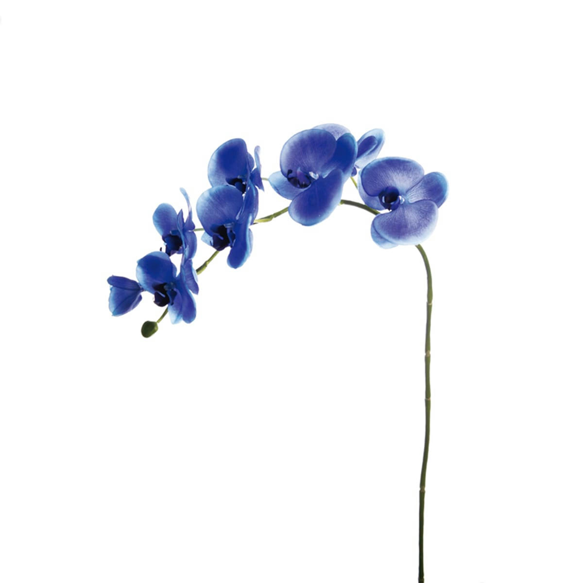 FOREVER - Orchidée Phalaenopsis Forever H82cm
