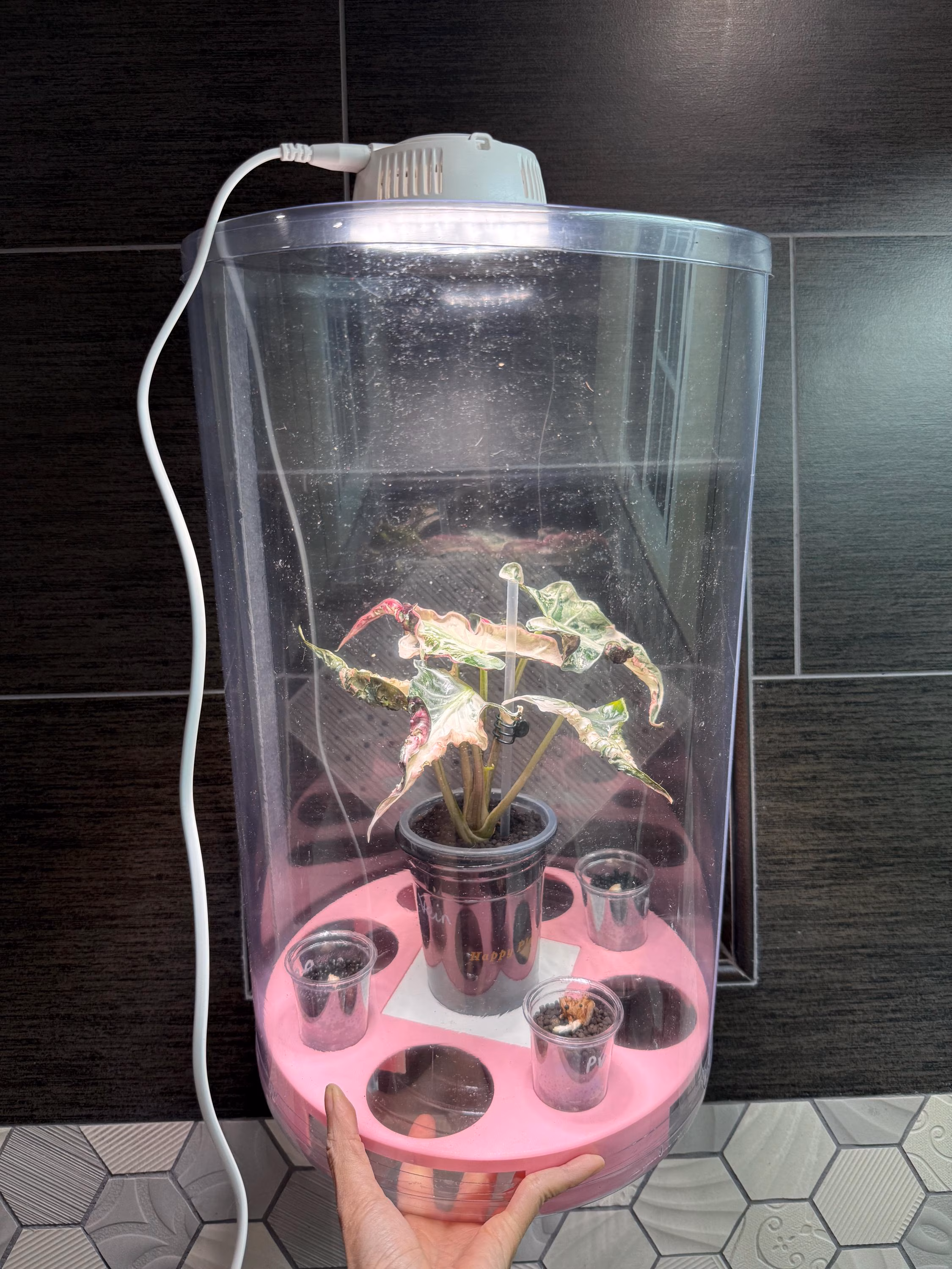 DIY Mobile Green House. 1 DIY size A with Tray & cups set. W28xH46cm