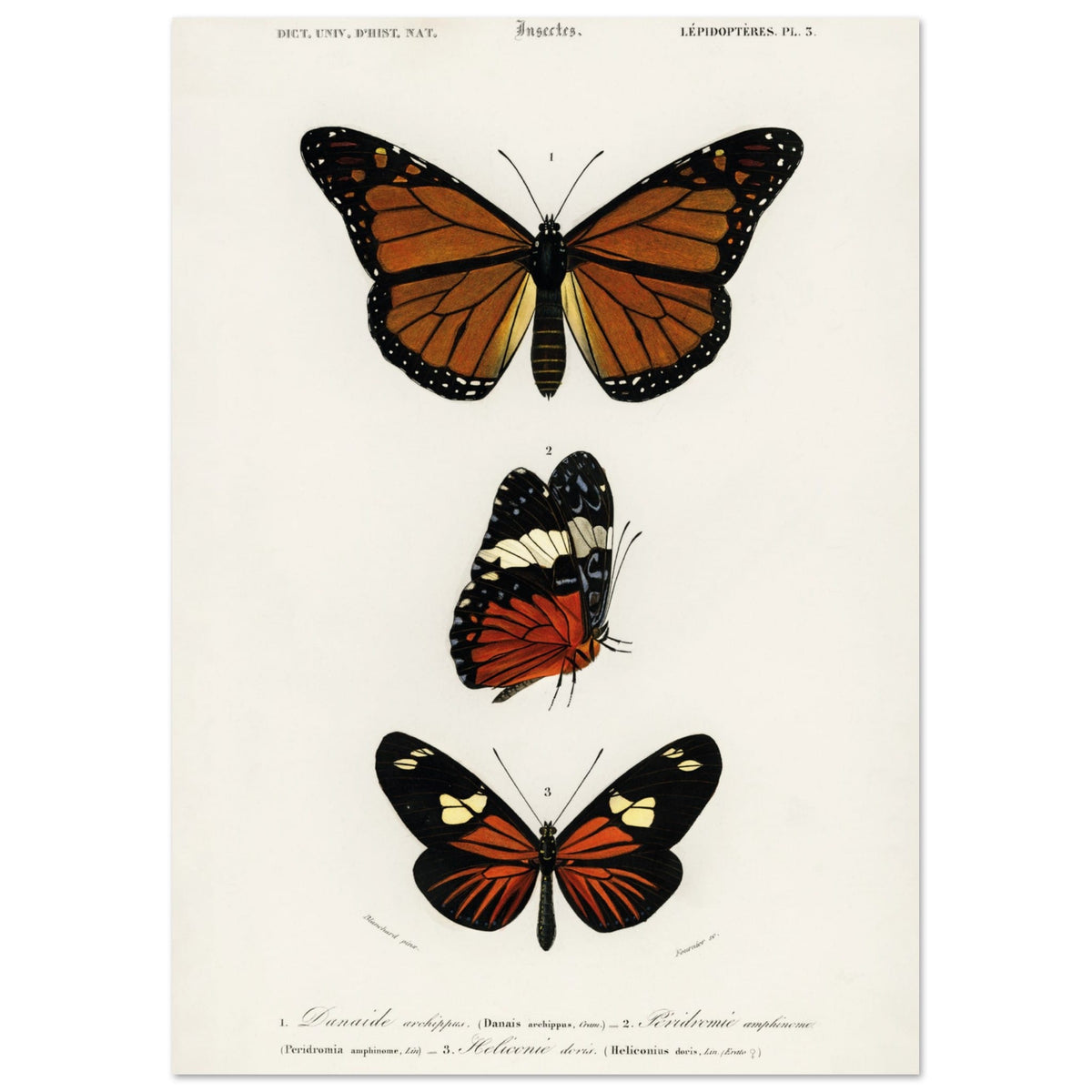 Artfulprints Poster Charles Dessalines d'Orbigny - Butterfly  - A4 21x29.7 cm - Bruin