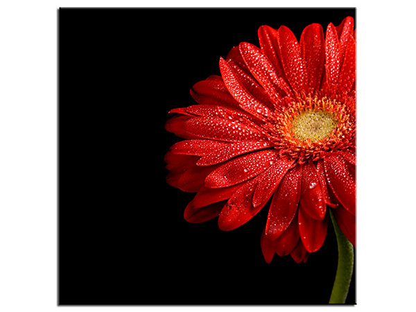 DECLINA, Tableau toile imprimée Zen, Tableau toile deco Gerbera Rouge, 50x50 cm
