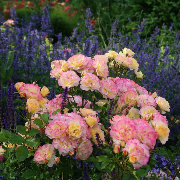 Strauchrose, Rosa »Landlust®«, Blüte: rosa, halbgefüllt