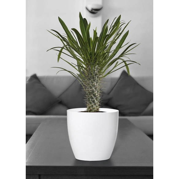 Übertopf, Breite: 16 cm, weiß, Keramik