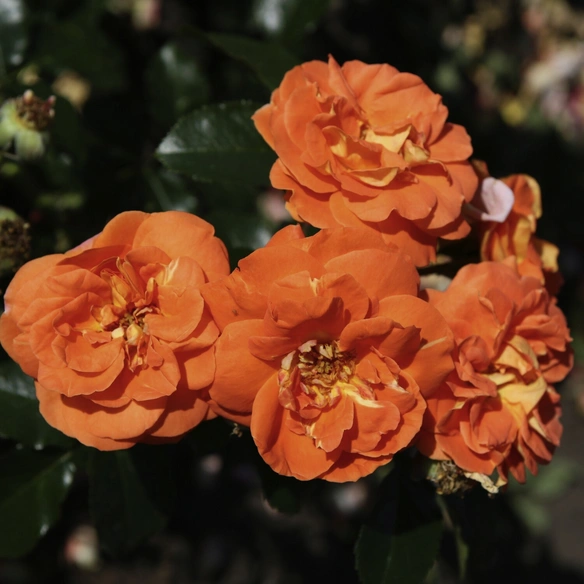 Beetrose, Rosa »Mango®«, Blüte: gelborange, halbgefüllt