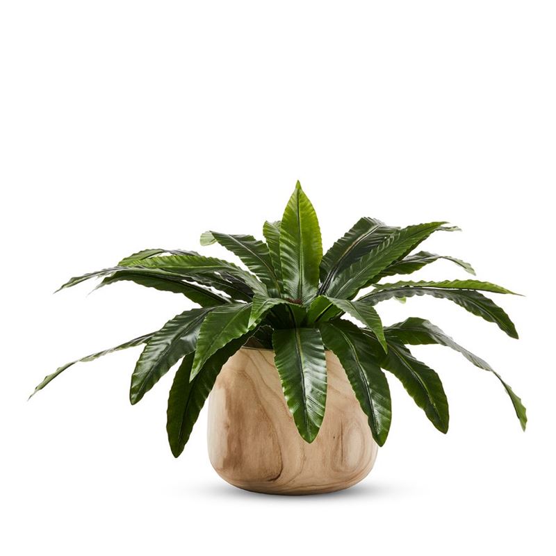 Bird Nest Fern 55cm Potted Plant