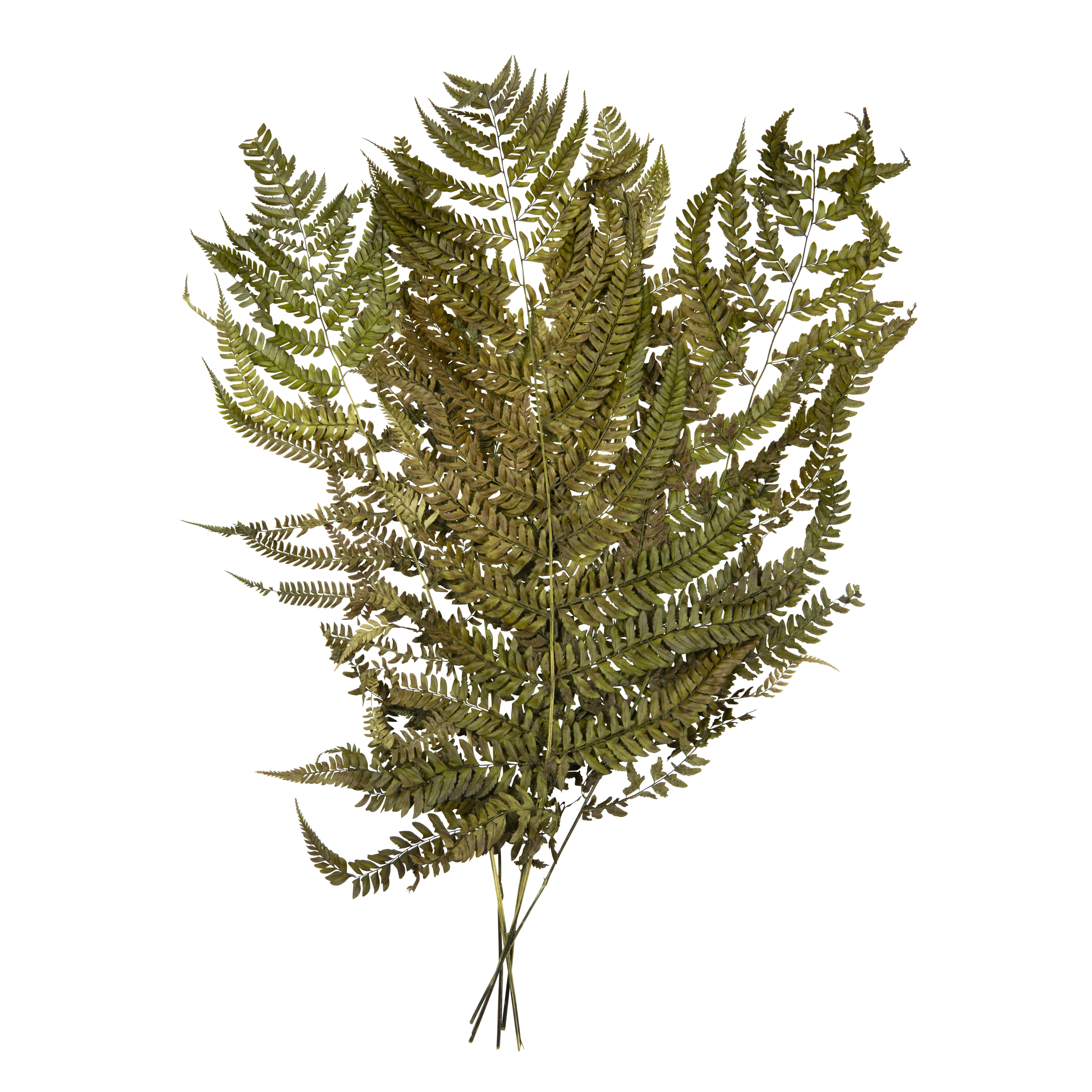 NIWA - Fougère séchée verte