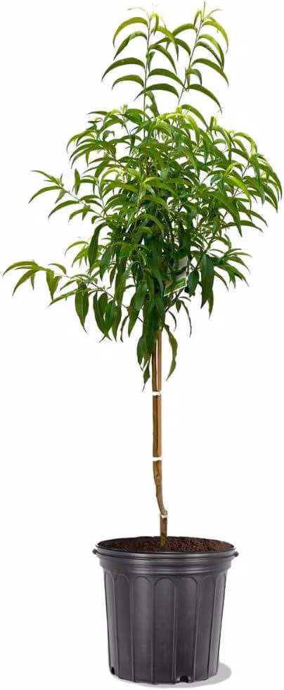 Red Haven Peach Tree Live Plant, Freestone Self Pollinating Fruit Tree, Heavy Bearing Deciduous Peach Tree, 5 Gallon Nursery Pot