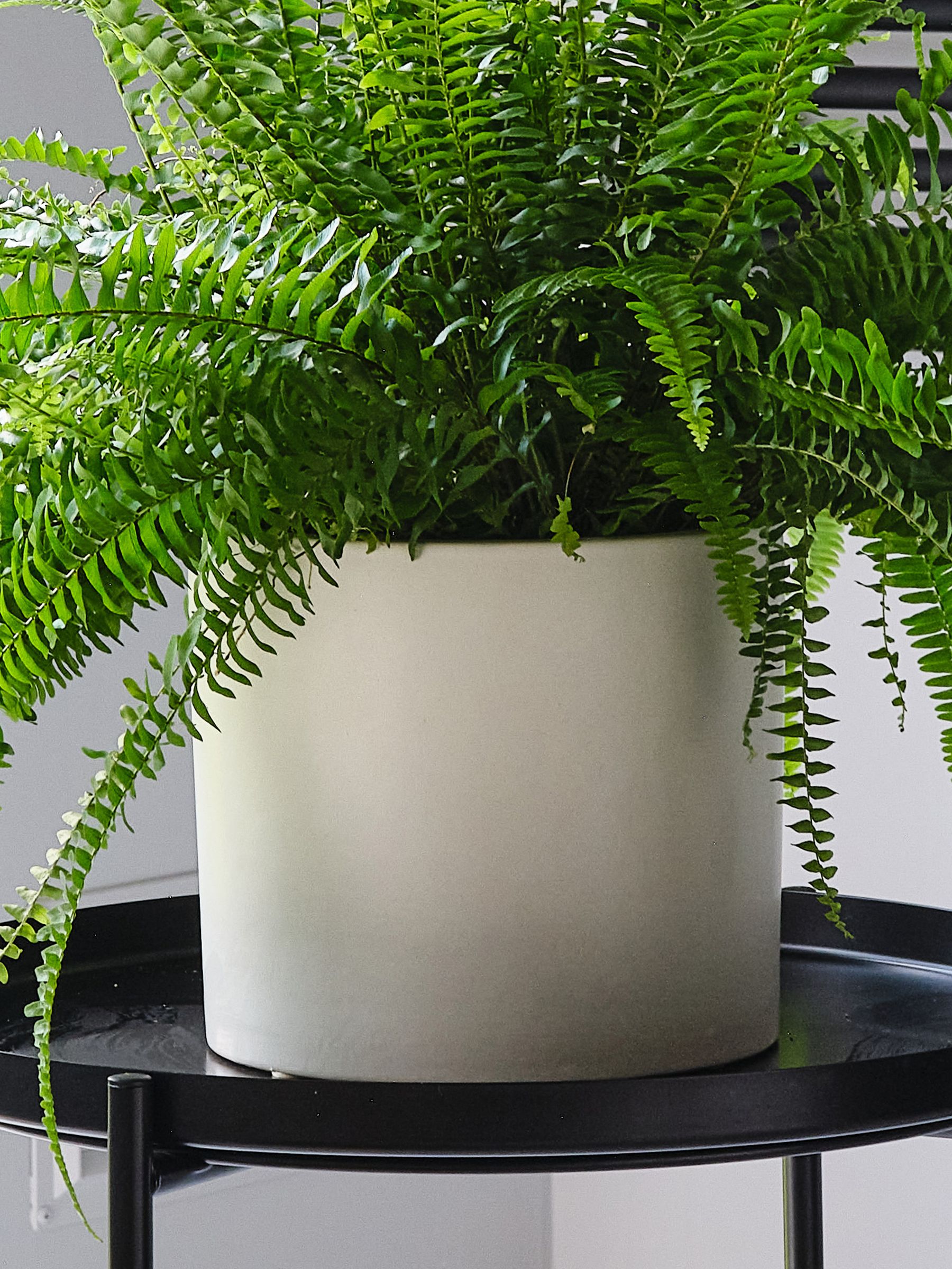 Beards & Daisies Oyster Boston Fern & Real Boston Fern Plant in Earthenware Pot