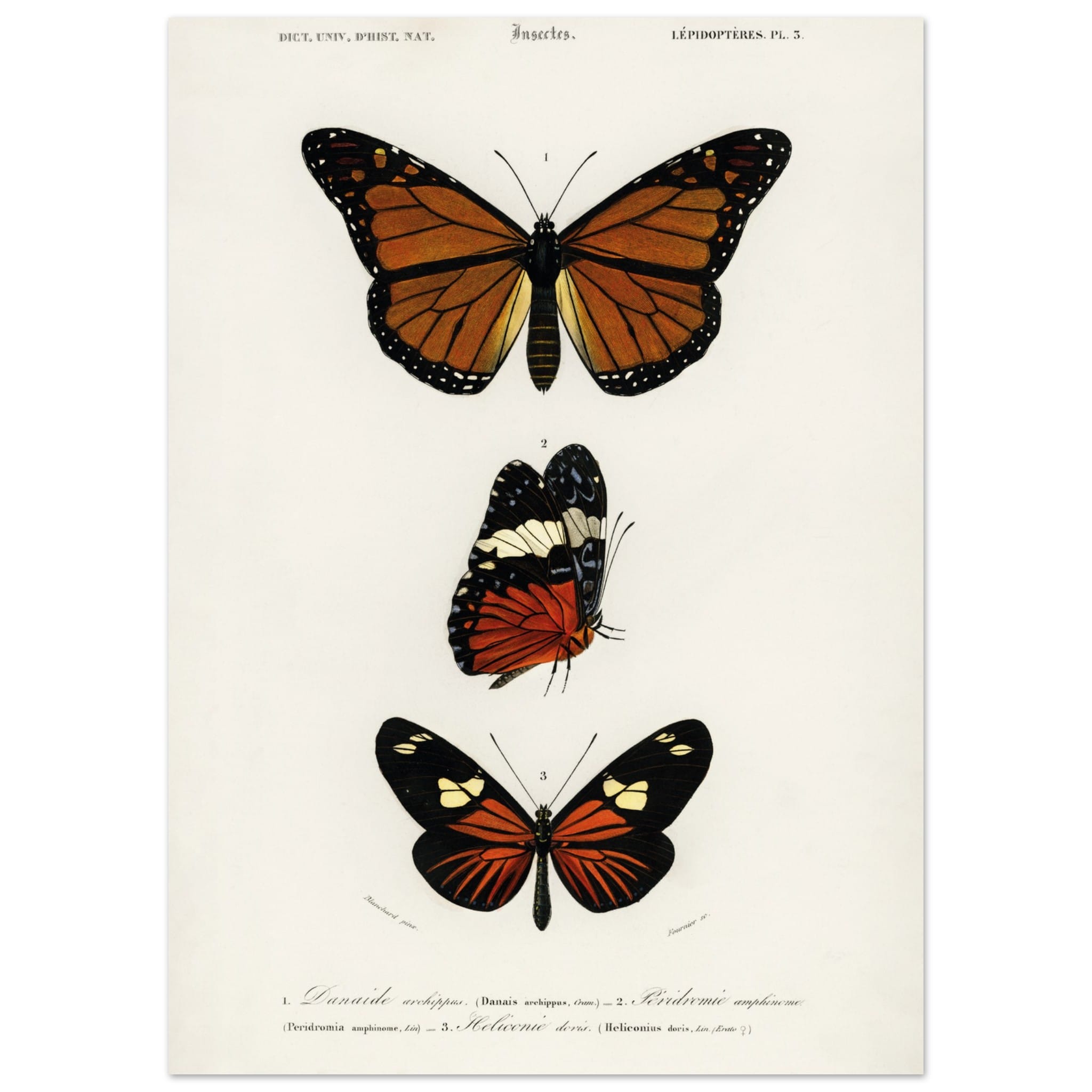 Artfulprints Poster Charles Dessalines d'Orbigny - Butterfly  - 50x70 cm - Bruin