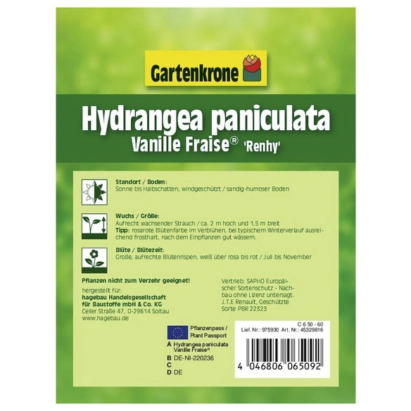 Rispenhortensie, Hydrangea paniculata »Vanille Fraise«, creme