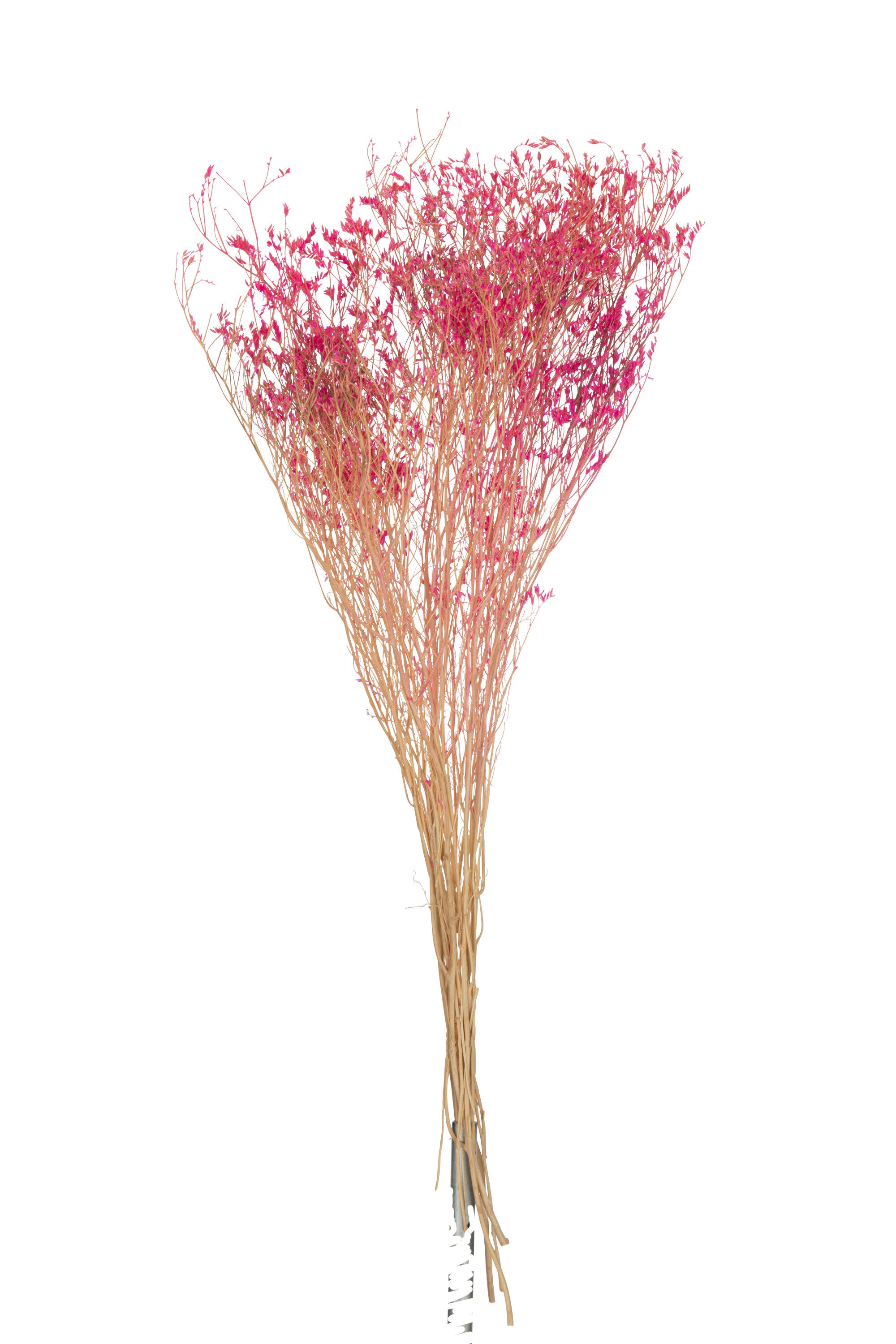 J-Line droogbloemen - Bundel Gedroogde Gypsophilia - riet - fuchsia - 12 stuks