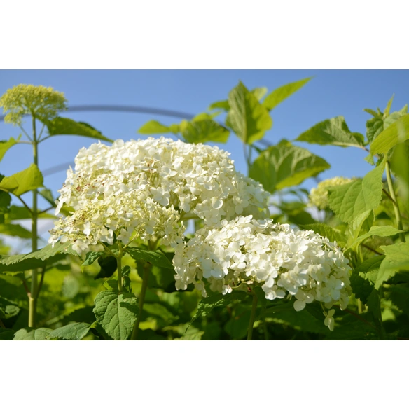 Ball-Hortensie, Hydrangea arb. »Annabelle«, weiß, winterhart
