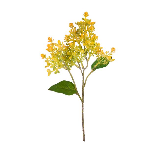 FLOR AMARILIS JOLIE