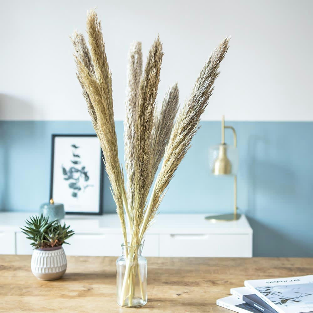 MISCANTHUS - Botte de fleurs séchées miscanthus sec naturel 6 tiges