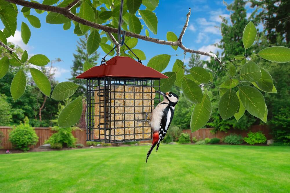 Double Suet Cage Bird Feeder