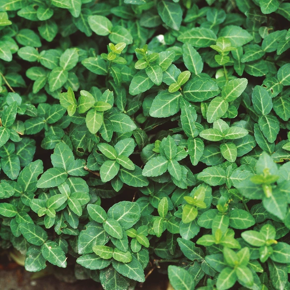 Spindelstrauch, Euonymus fortunei var. radicans, weiß, winterhart