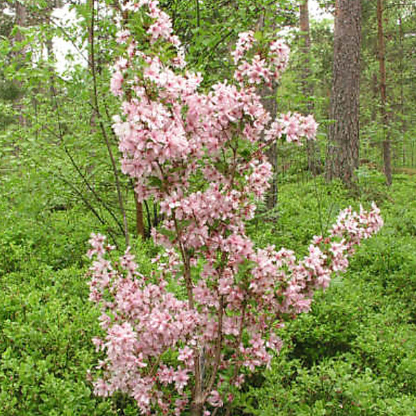 2 x Cerisier du Japon 'Brillant' - Prunus nipponica 'Brillant'- 60-80 cm pot