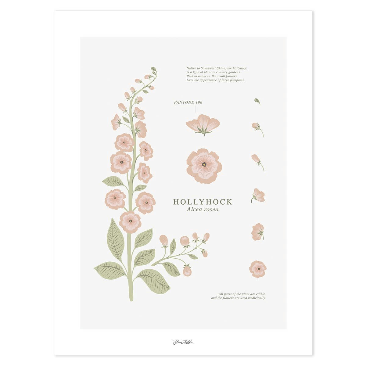 COUNTRY SIDE - Affiche fleurie en Papier Rose