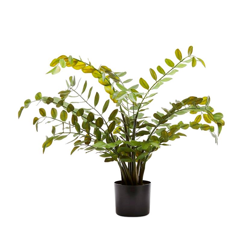 Potted Green Orange Blossom 76cm