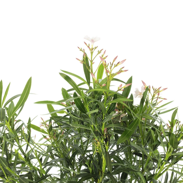 Rosenlorbeer, Nerium Oleander