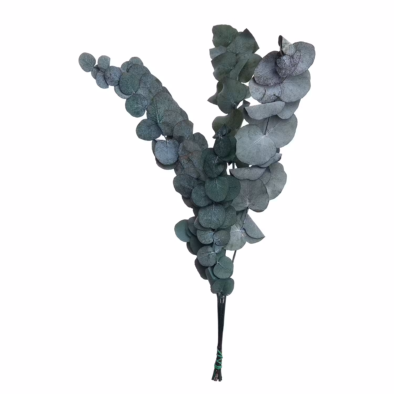 FLOWER MARKET Trockenblumen Eukalyptus