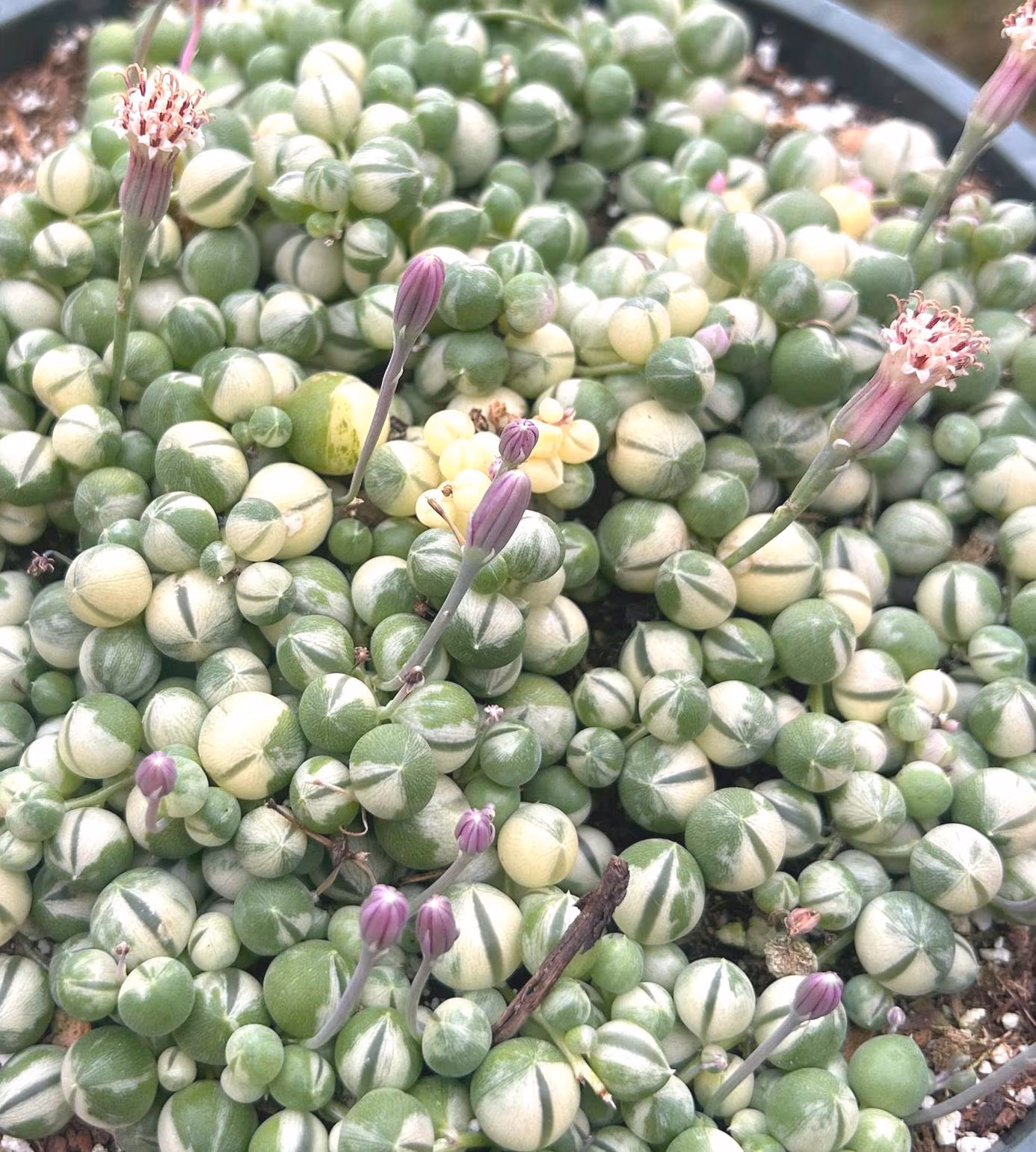 Variegated String of pearls rare senecio Rowleyanus 2” 4” 10” living plant