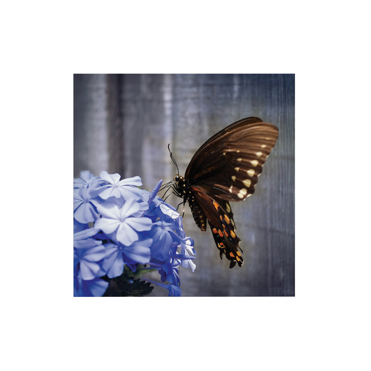 Art for the Home Buitencanvas Vlinder op een bloem