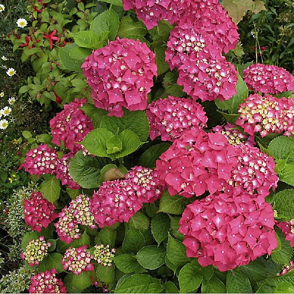 2 x Hortensia 'Rotkehlchen' - Hydrangea macrophylla 'Rotkehlchen'- 20-25 cm pot