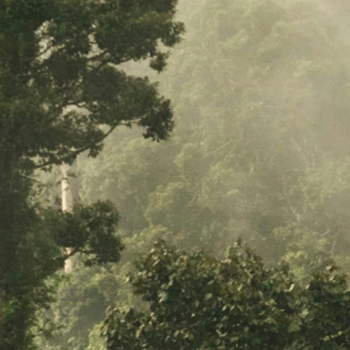 FABIAN - Papier peint panoramique en Papier Vert foncé  384x270