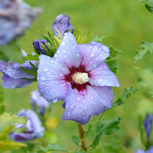 Pflanze, »Hibiscus syriacus«, kompakt buschig, blau, 1 Stück