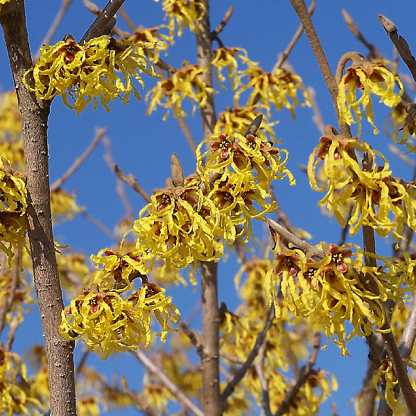 Noisetier de sorcière 'Arnold Promise' - Hamamelis intermedia 'Arnold Promise'- 40-60 cm pot