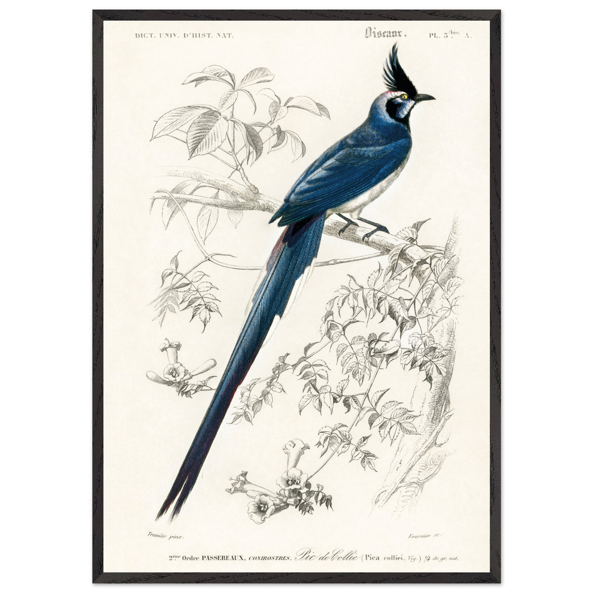 Artfulprints Poster met Lijst Charles Dessalines d'Orbigny - Black-throated magpie-jay (pica colliei)  - 50x70 cm - Blauw