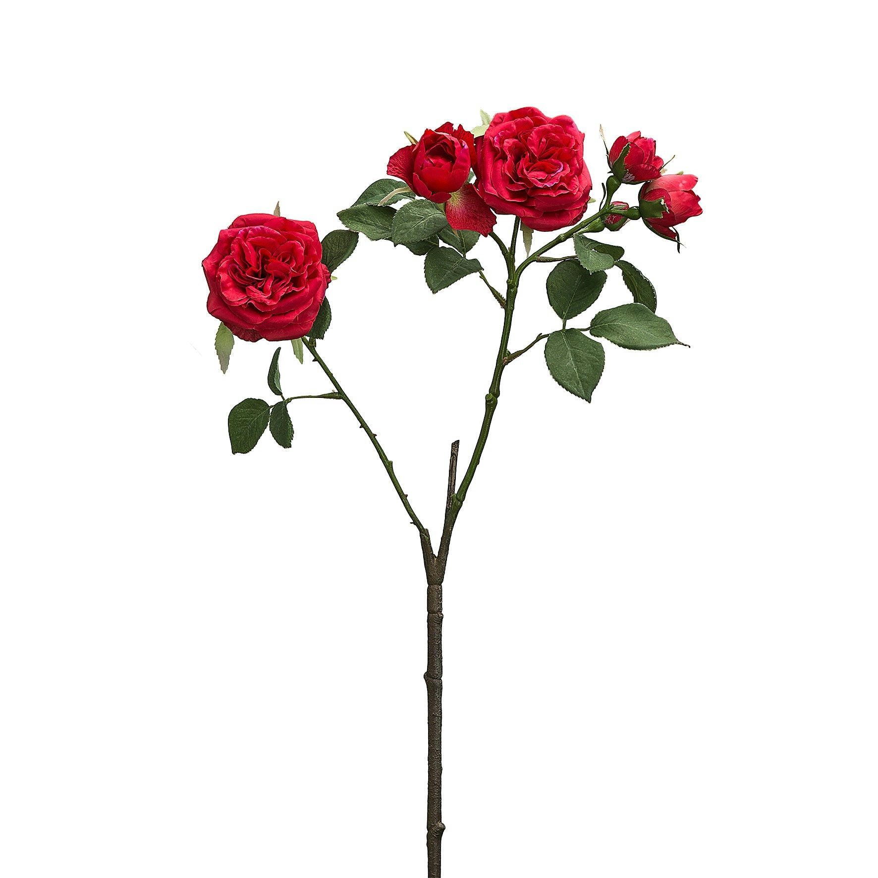 - Rose en branchage