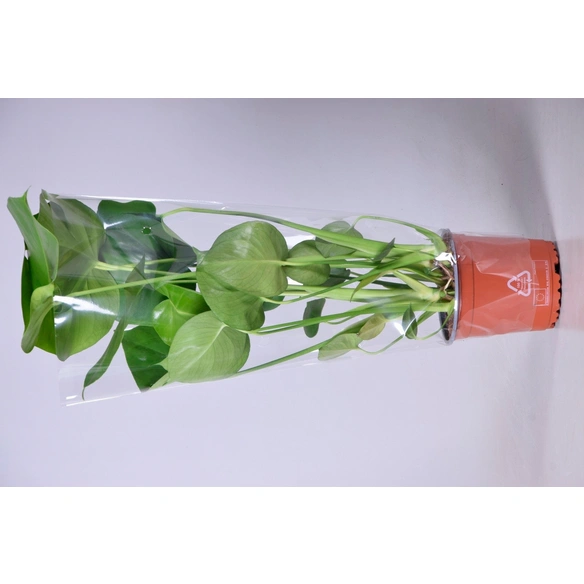 Grünpflanze, Monstera deliciosa, T 14 H 55