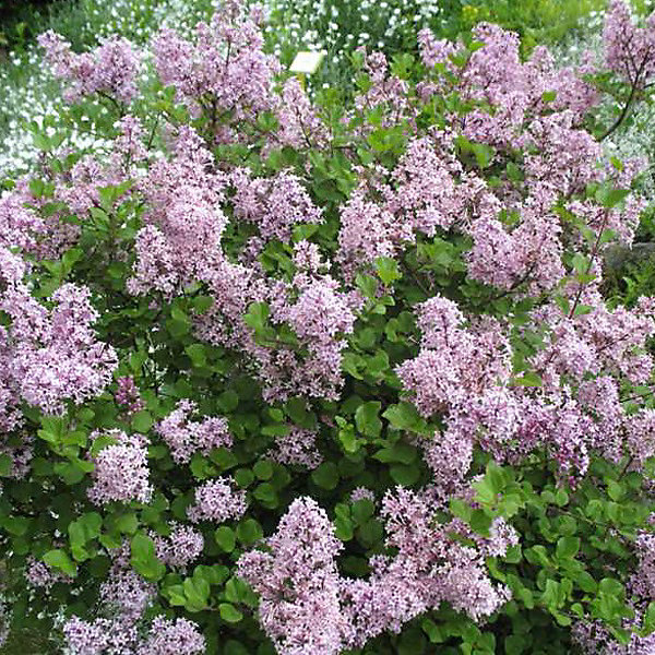 2 x Lilas de Chine 'Palibin' - Syringa meyeri 'Palibin'- 40-60 cm pot