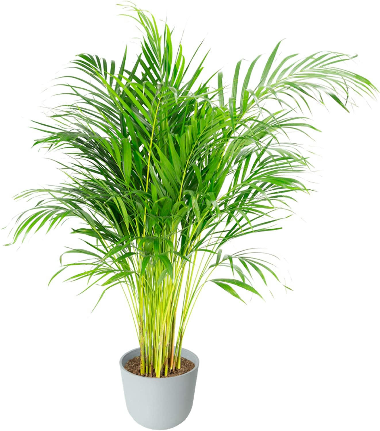 - Plante d'intérieur - Palmier areca de 90 cm en pot blanc gris