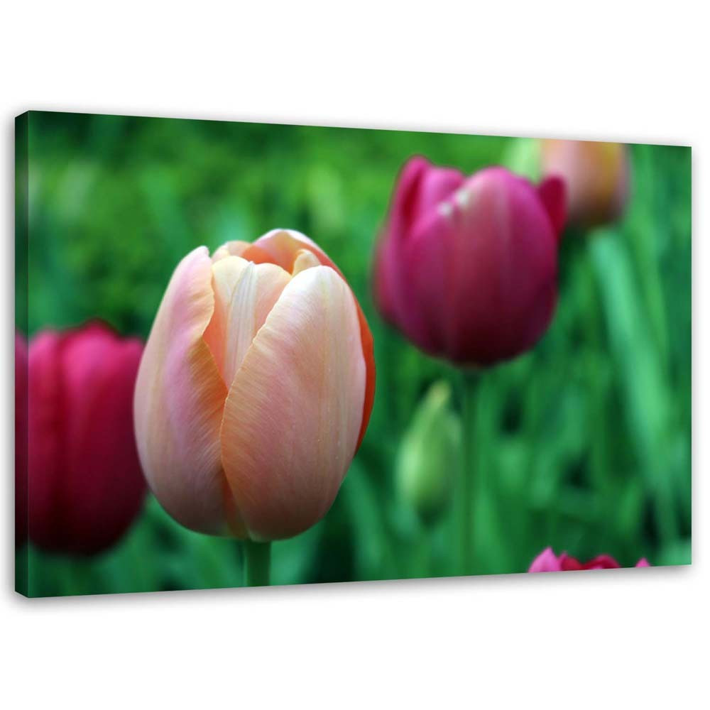 Feeby Obraz na płótnie Różowe tulipany 60x40