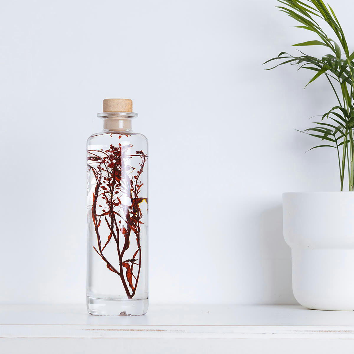 HERBARIUM DE THEOPHILE - Plante immergée Lepidium rouge