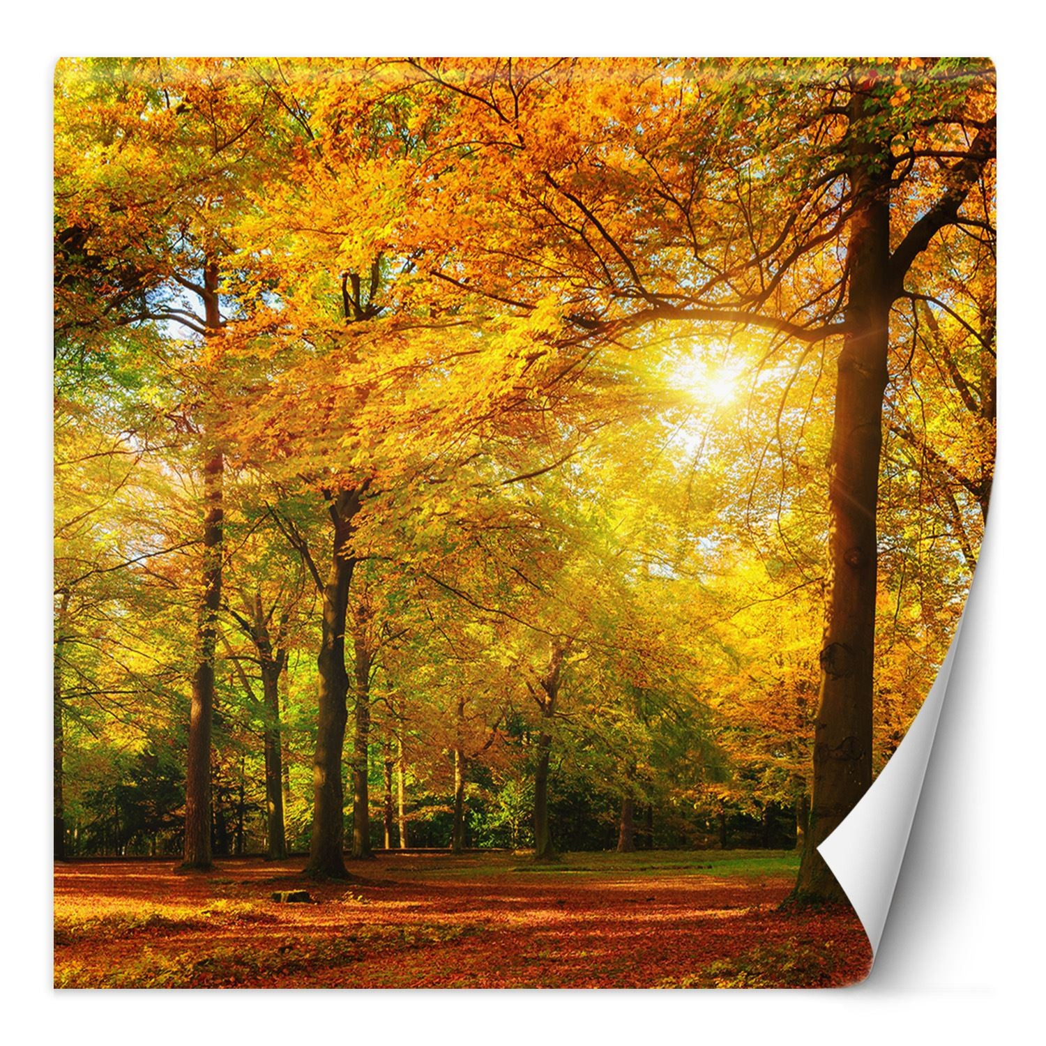 Feeby Fototapeta, Jesienny las w promieniach słońca 100x100
