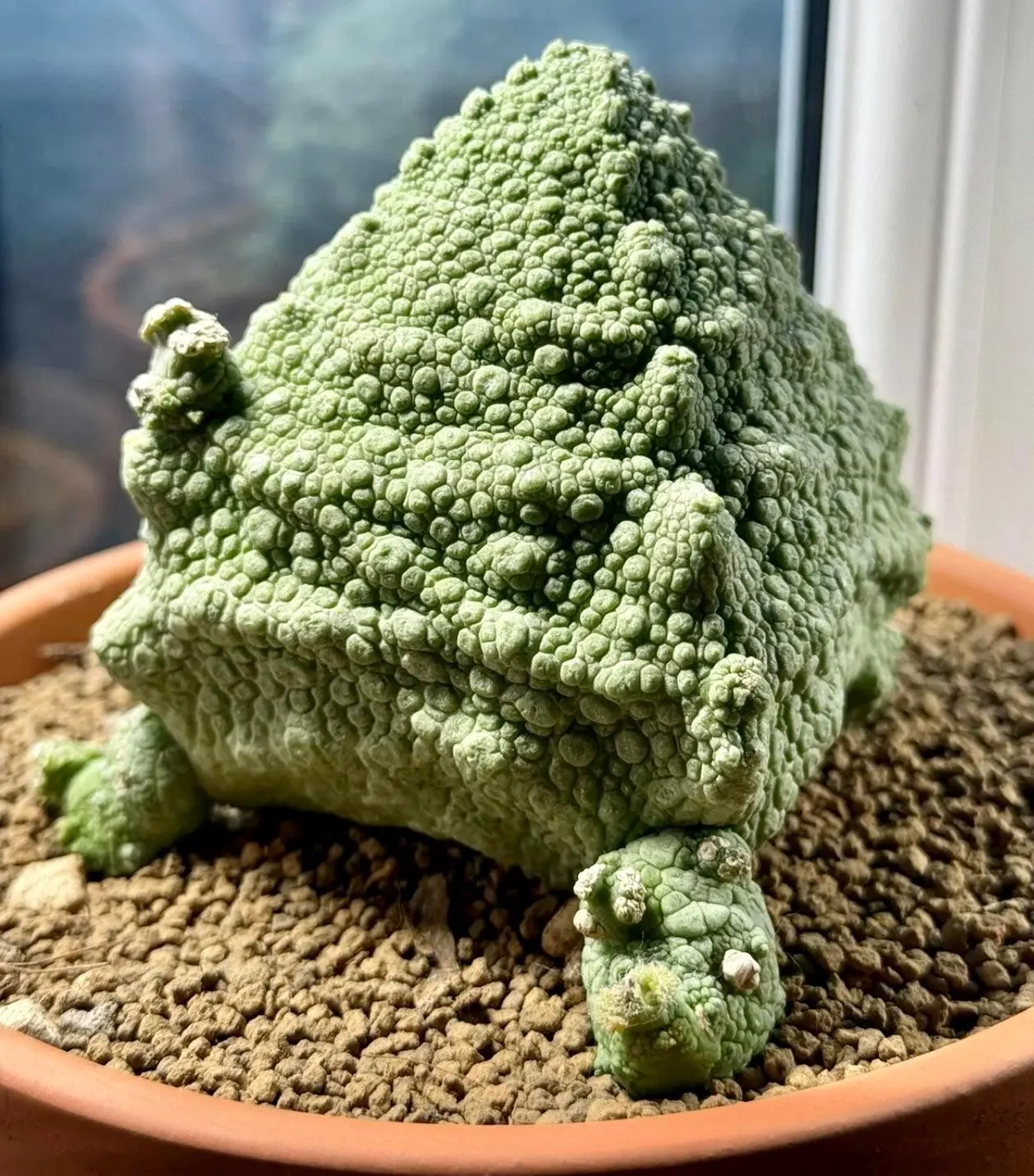5x Pseudolithos Cubiformis Seeds, Succulent Plant Seeds, Rare Cactus Seeds, Exotic Plant, Gardening Gift, Unique Succulent, South African