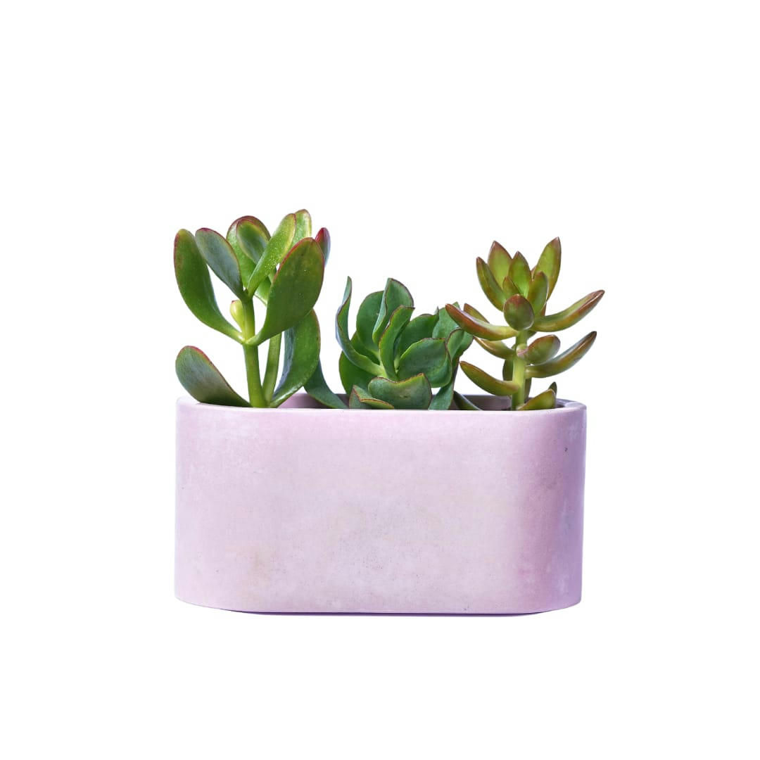 MINI JARDI UNI - Mini jardinière en béton rose pastel