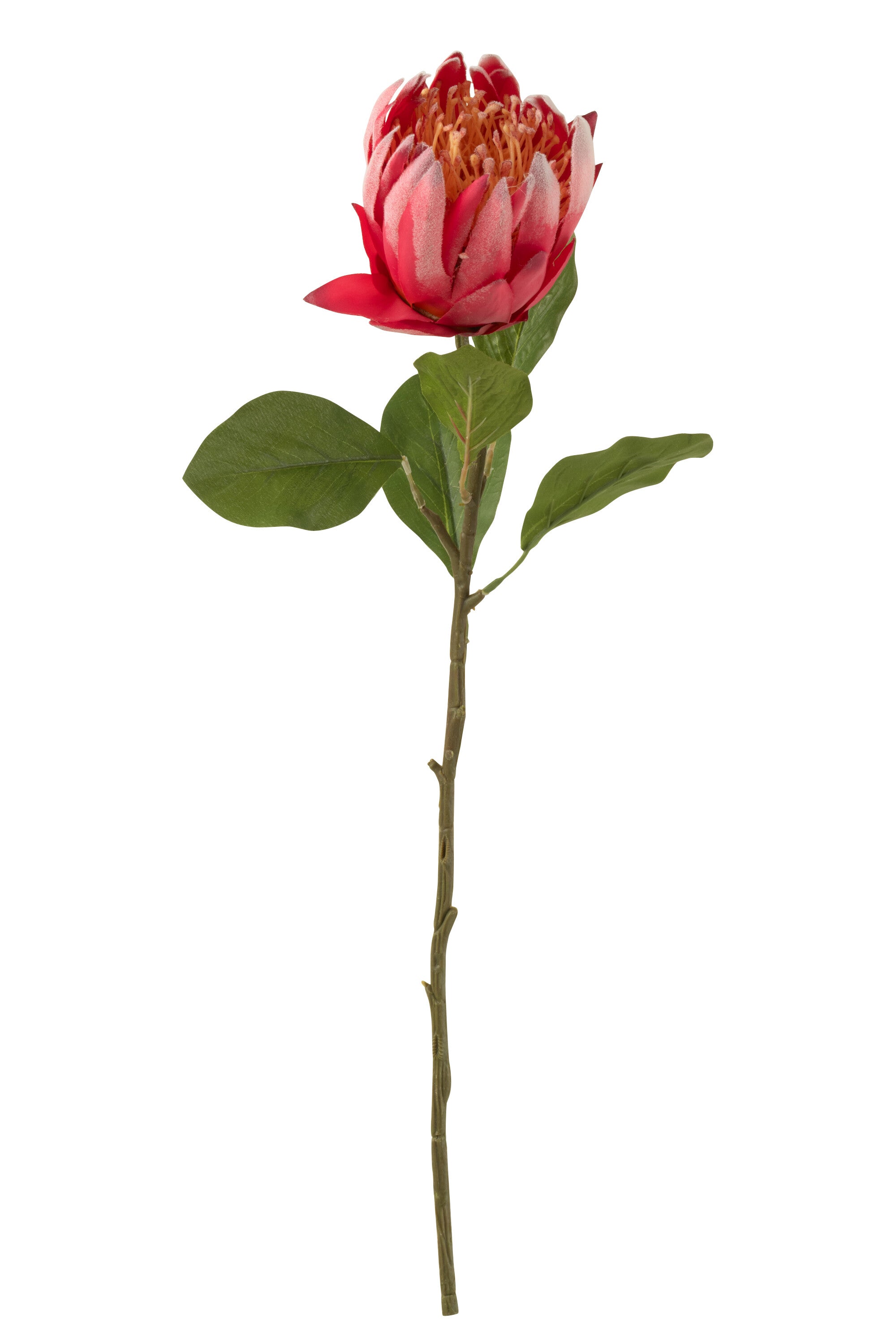 J-Line bloem Protea Tak - kunststof - rood - 6 stuks