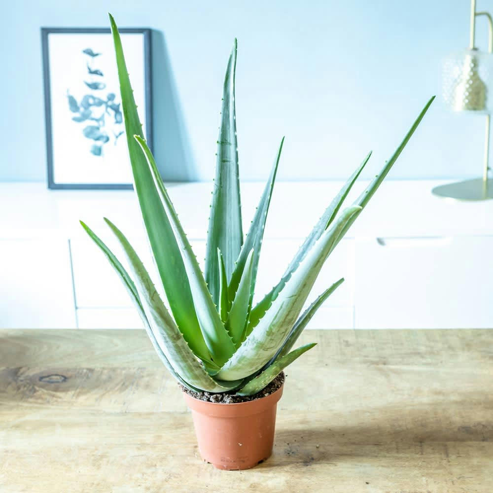 ALOE - Aloe vera plante d'intérieur facile d'entretien