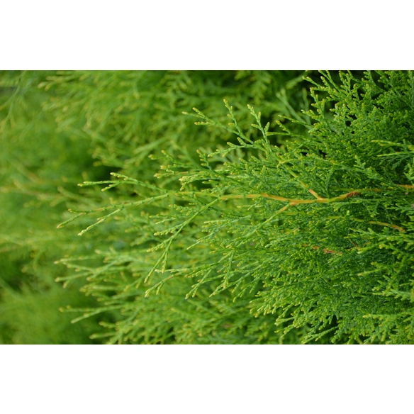 Lebensbaum, Thuja occidentalis »Brabant«, winterhart