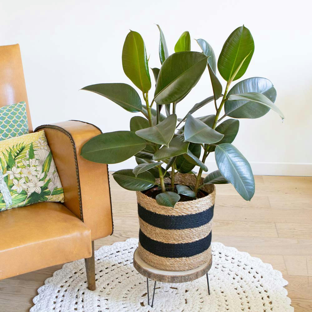 FICUS - Ficus Caoutchouc 3 branches avec cache-pot