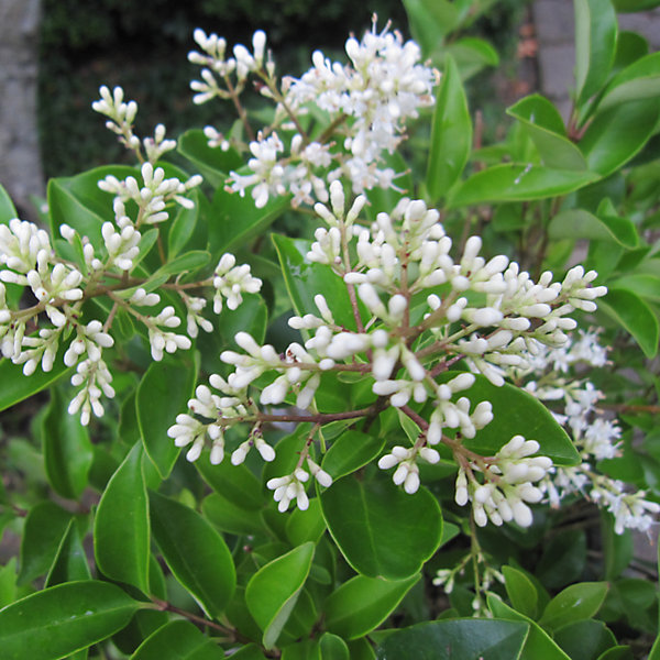 2 x Ligustrum japonicum 'Texanum' - 30-40 cm pot